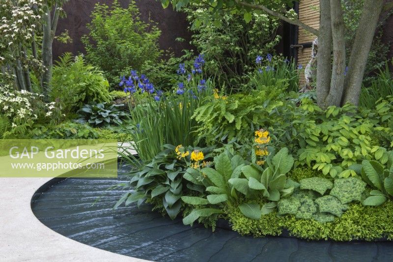 A path and rill curve round a bed set in the shade of a tree, and planted with hostas, Iris sibirica, primulas, ferns, smilacina and Podophyllum 'Spotty Dotty' and Selaginella kraussiana.