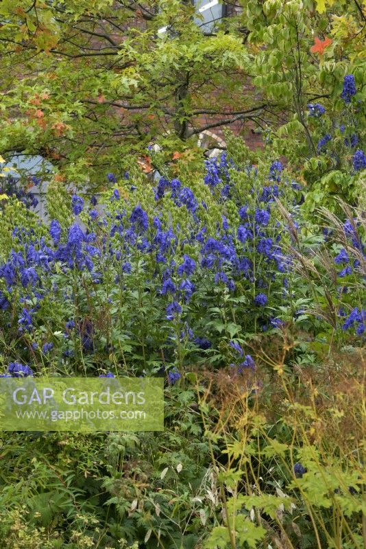 Aconitum carmichaelii Kelmscott beneath  Oak ,Quercus palustris, in Hepworth Garden, Wakefield. 