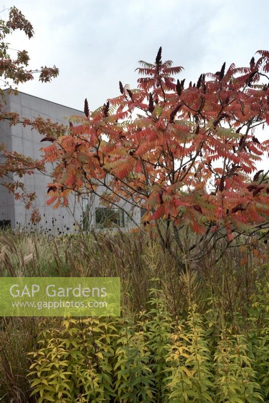 Autumn colour of Rhus typhonia above grasses and perennials in the Hepworth Garden, Wakefield.