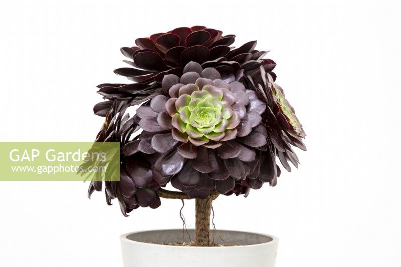 RHS Chelsea Flower Show 2022 Aeonium 'Jubilee' new variety for the HM The Queen Queen's Platinum Jubilee exhibitor Ottershaw Cacti breeder Daniel Jackson
