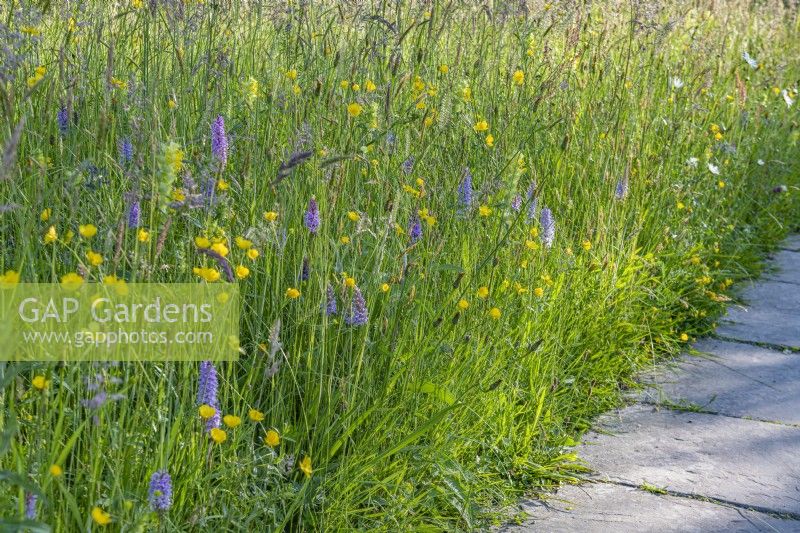 View of Dactylorhiza fuchsii and Ranunculus repens flowering amongst fine grasses in a garden wild flower meadow in Summer - May