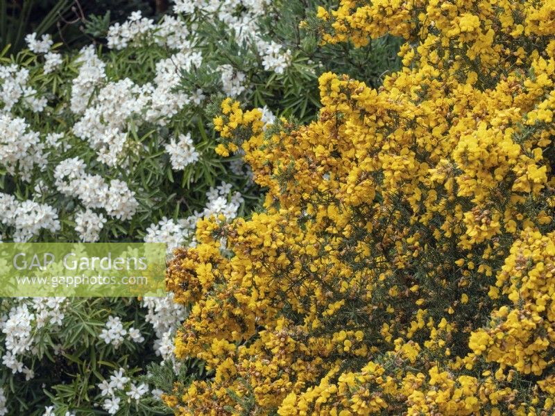 Genista hispanica Spanish gorse and  Choisya 'Aztec Pearl' Norfolk garden