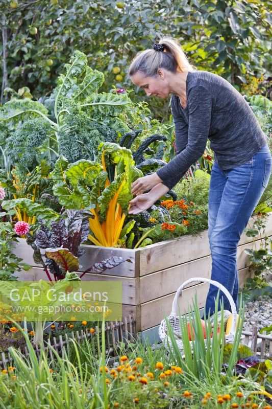 Woman harvesting Swiss chard from raised bed in October.