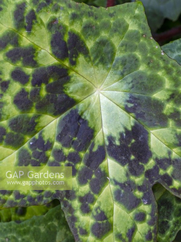 Podophyllum 'Spotty Dotty'  June Norfolk UK