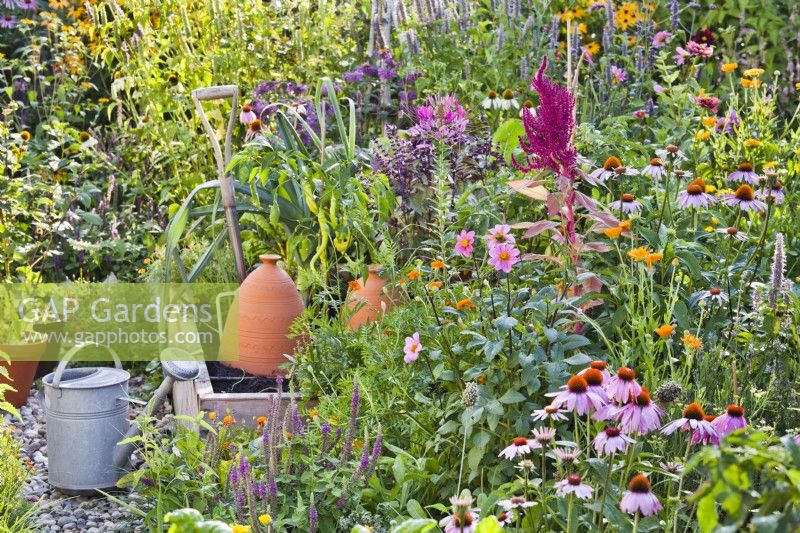 Perennial and annual flowers in companion planting to help deter pests and attract beneficial pollinators in the kitchen garden. Plants are Echinacea purpurea, Dahlia merckii and Amaranthus caudatus.