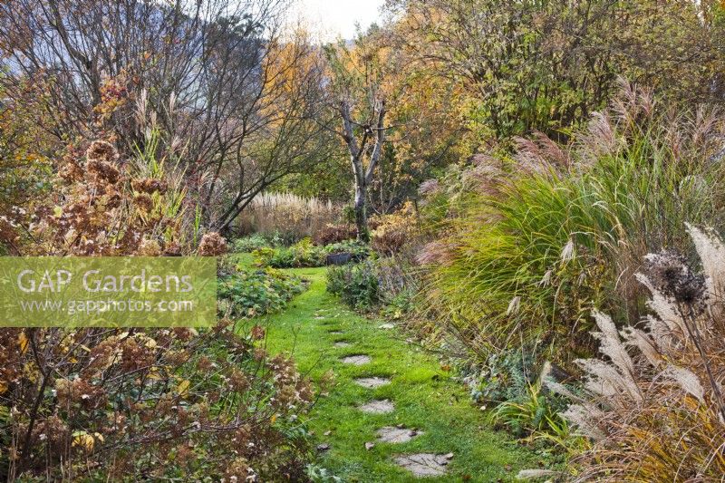 Grass path with stepping stones leading betwen mixed borders with Miscanthus sinensis, Hydrangea, Geranium, Astilbe, Hemerocallis, Teucrium hircanicum and other perennials.