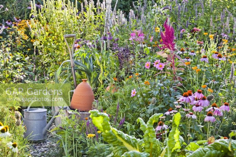 Perennial and annual flowers in companion planting to help deter pests and attract beneficial pollinators in the kitchen garden. Plants are Echinacea purpurea, Dahlia merckii and Amaranthus caudatus.