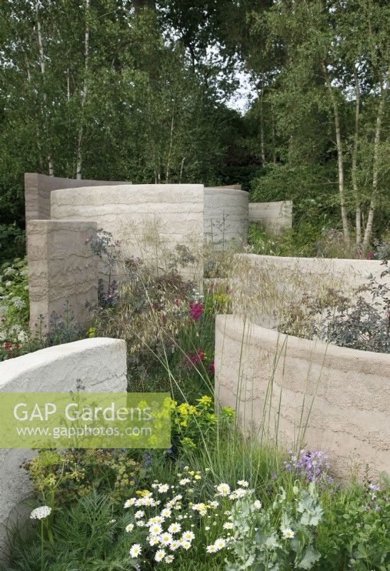 View of the planting in The Mind Garden which includes Leucanthemum vulgare, Gladiolus communis subsp. byzantinus, Euphorbia palustris and Stipa gigantea, this meadow style planting sits amongst curved clay rendered walls - Designer: Andy Sturgeon - Sponsor: Project Giving Back.