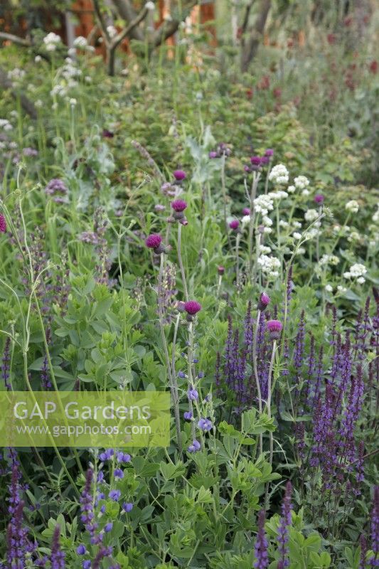 In The Place2Be Securing Tomorrow Garden, the planting includes Cirsium rivulare 'Atropurpureum' with Salvia 'Caradonna'
