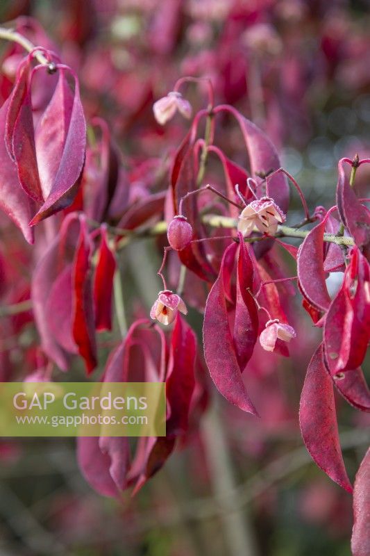 Euonymus carnosus 'Red Wine' berries in frost - November