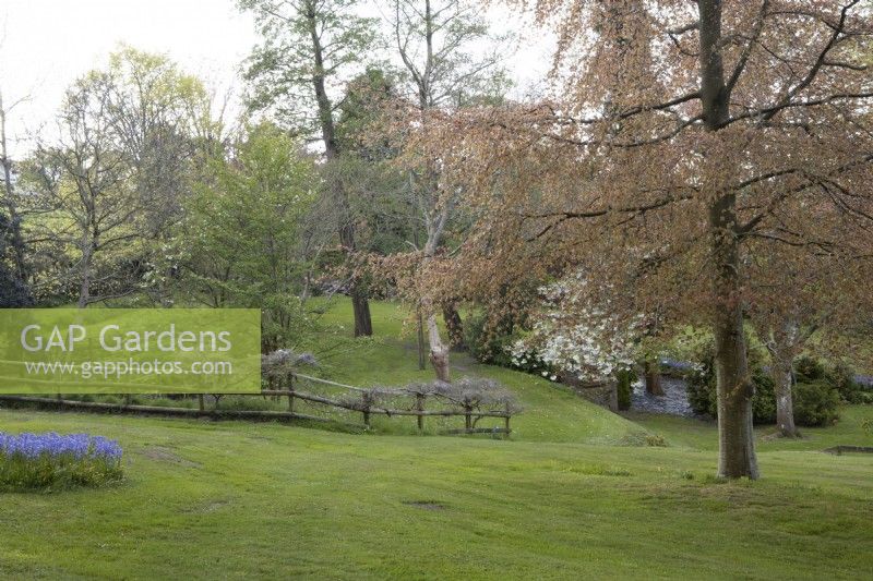 A woodland garden view, with a rustic fence running across and a copper beech with new leaves on right. Slope, sloping grass lawn. Wisteria on fence. Whitstone Farm. NGS garden, Devon. Spring. 