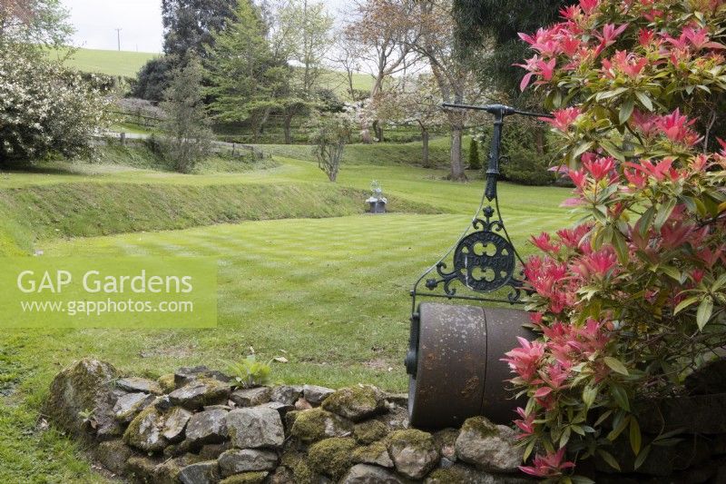Looking across the croquet lawn with an old iron roller in foreground and Pieris formosa 'Forrestii' on right. Whitstone Farm. NGS Devon garden. Spring. 