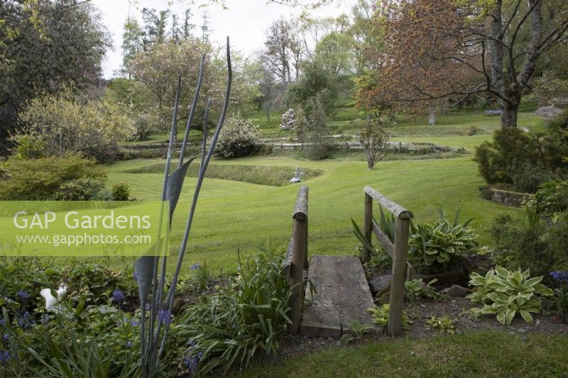 A bridge crosses a small stream beside a metal lily sculpture, by Matt Coe of Dingle Designs. Hostas are planted to the right and the bridge leads over to lawned areas including a croquet lawn, sloping lawns and terraces cut into the sloping garden. Whitstone Farm, NGS Devon garden. Spring. 