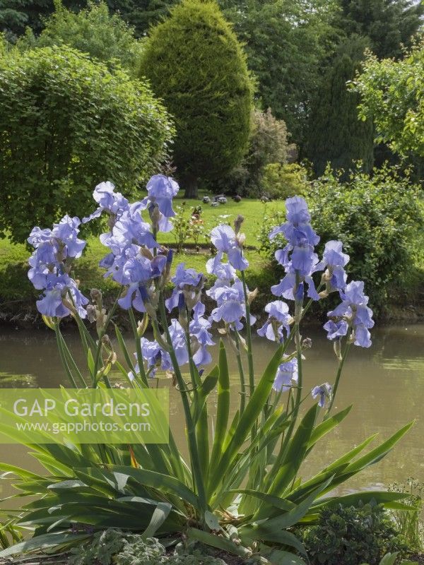 Iris germanica 'Pale Blue'