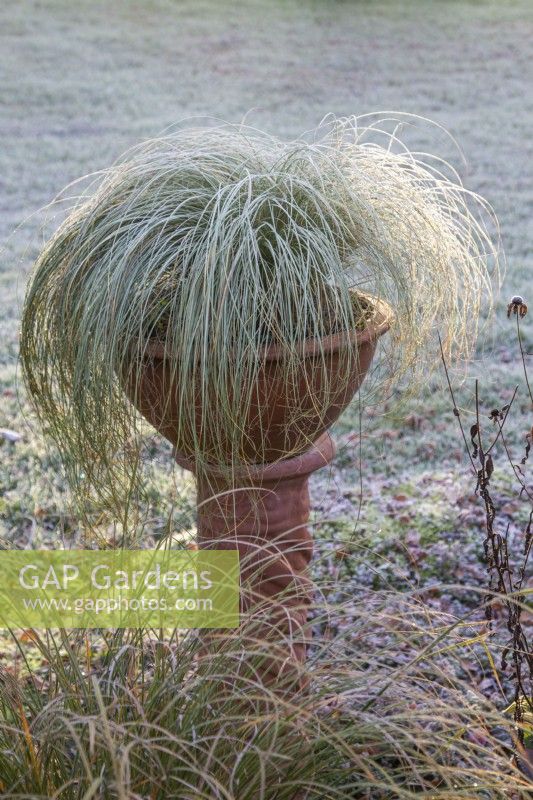 Carex comans 'Frosted Curls' - sedge - November