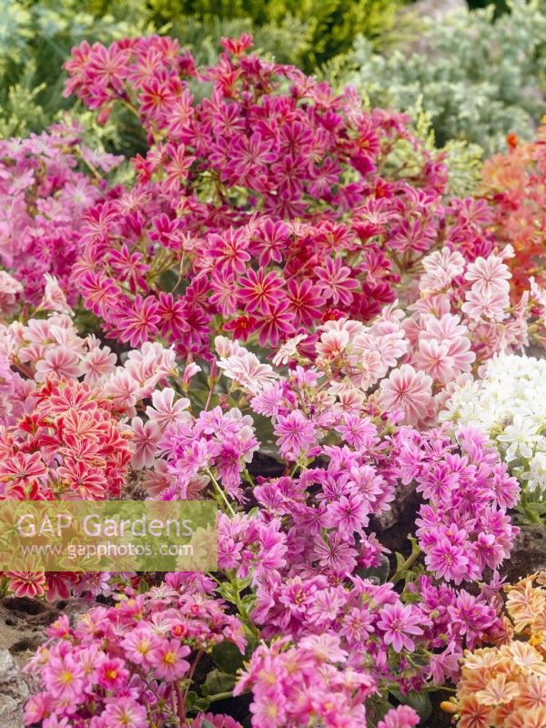 Lewisia cotyledon Mix, summer June