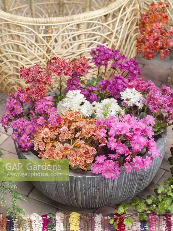 Lewisia cotyledon Mix, summer June