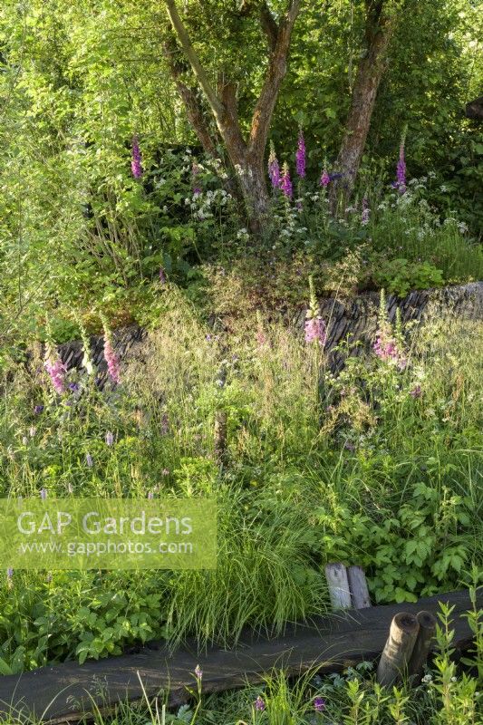 Digitalis over overgrown dry stonewall in wetland meadow with marginal plants and native wildflowers over reclaimed oak boardwalk
- A Rewilding Britain Landscape 