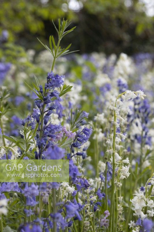 Bluebells, Hyacinthoides non-scripta with a cleavers, Galium aparine, sticky willy, plant flower in a woodland garden. Close up. Spring.