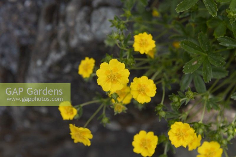 Potentilla aurea ssp. chrysocraspeda cinquefoils 