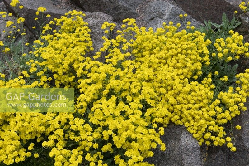 Aurinia Saxatalis Basket of gold