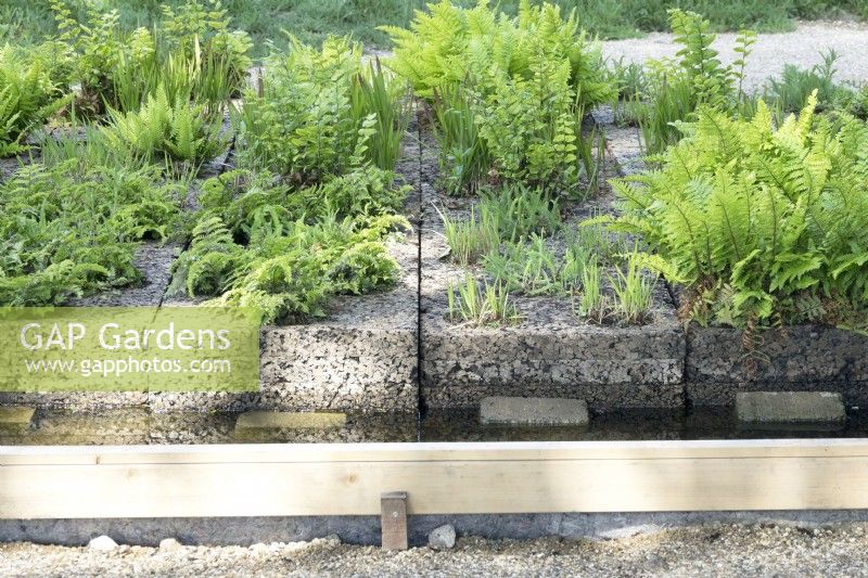 Ferns growing on bio-based underground.