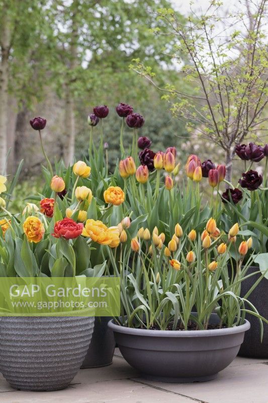 Tulipa 'Whittallii Major', T. 'Amber Glow',  T. 'Sunlover' and T. 'Palmyra' in pots grouped together on patio  - May
