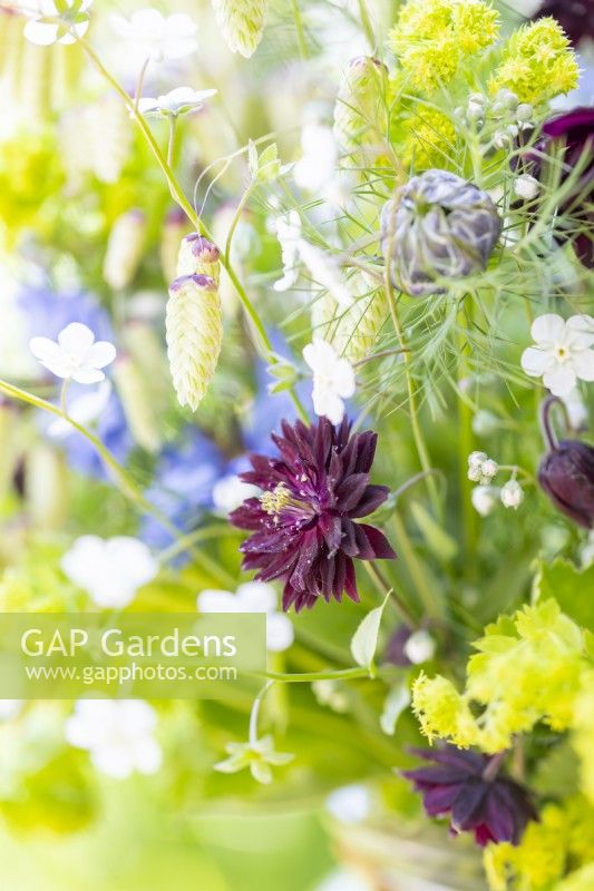 Bouquet containing Nigella 'Miss Jekyll', Omphalodes 'Little Snow White', Aquilegia 'Black Barlow', Alchemilla mollis, Briza maxima - Quaking grass