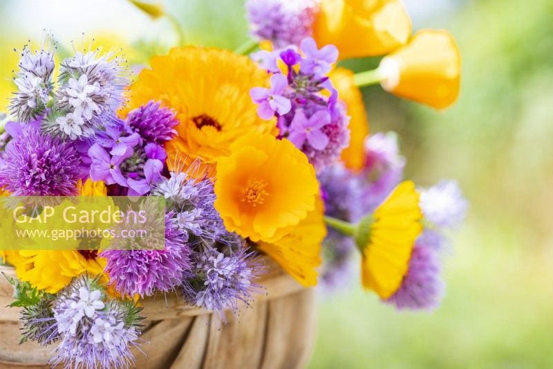 Bouquet containing Calendula 'Art Shades', Phacelia tanacetifolia, Lunaria annua, Chives - Allium schoenoprasum, Eschscholzia aurantiaca