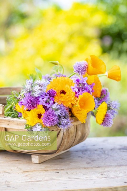 Trug with cut flowers including Calendula 'Art Shades', Phacelia tanacetifolia, Lunaria annua, Chives - Allium schoenoprasum, Eschscholzia aurantiaca