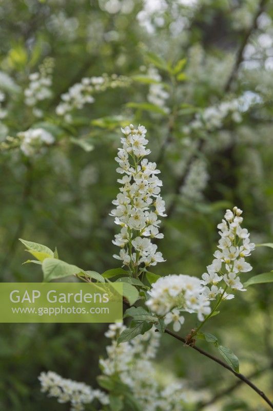 Prunus padus  bird cherry