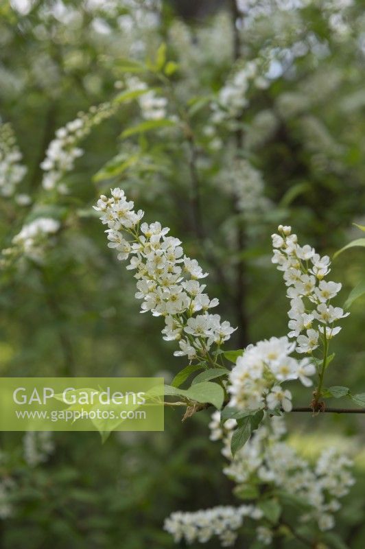 Prunus padus,  bird cherry