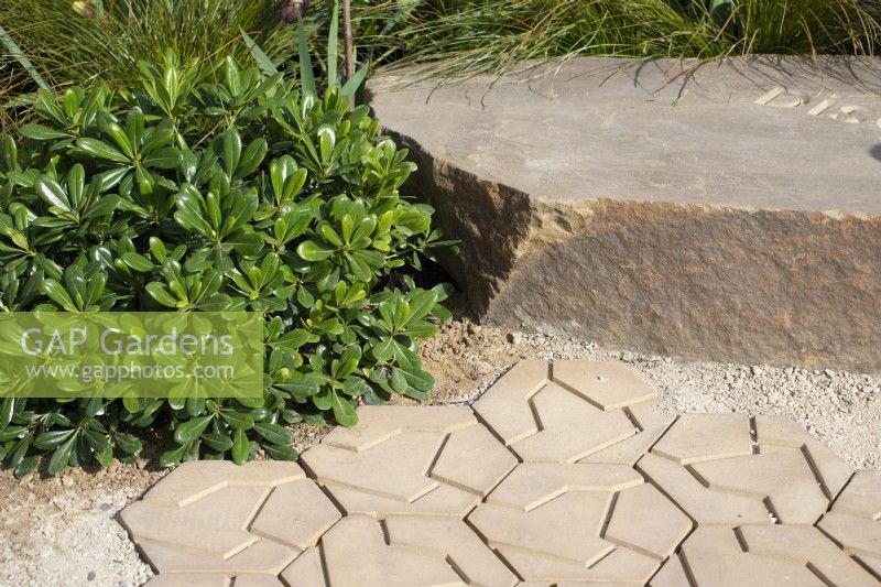Pittosporum tobira 'Nanum' next to a path representing cracked soil - The New Blue Peter Garden - Discover Soil, RHS Chelsea Flower Show 2022