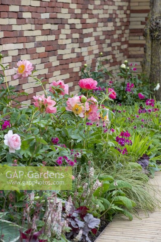 Colourful border with Paeonia 'Coral Sunset', and Primula japonica 'Miller's Crimson' - The Stitcher's Garden, RHS Chelsea Flower Show 2022 -