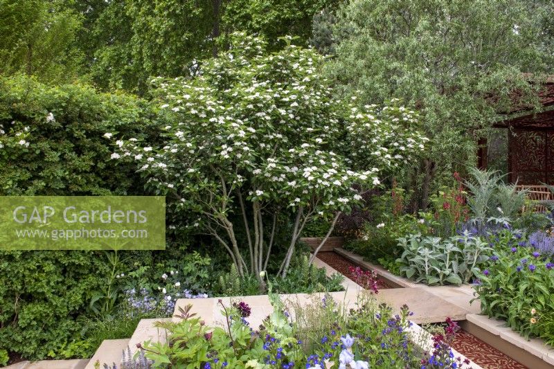 Multi stem Crataegus x lavalleei 'Carrierei'  overhanging a water rill with inset willow pattern - Morris  and  Co, RHS Chelsea Flower Show 2022 - Gold Medal