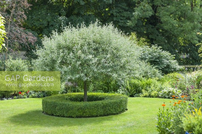 Pyrus salicifolia 'Pendula' -
pendulous willow-leaved pear. Tree neatly pruned to shape with circular box edging forming a focal point in lawn. June