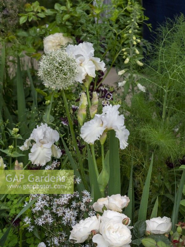 Soft white planting scheme with Iris Madieria Belle, and Allium stipitatum 'Mount Everest'