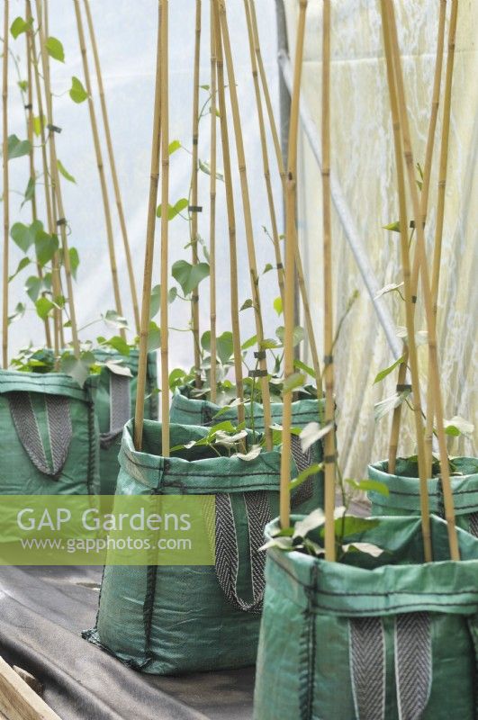 Growing sweet potatoes in grow bags with bamboo cane supports inside a greenhouse with tarpaulin covering  