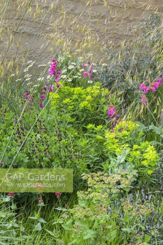 Euphorbia wallichii, horned spurge, in combination with ox-eye daysies, Gladiolus communis byzantinus and Baptisia 'Dutch Chocolate'  in The Mind Garden 