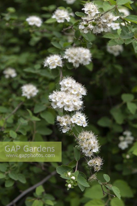 Spiraea chamaedryfolia germander meadowsweet