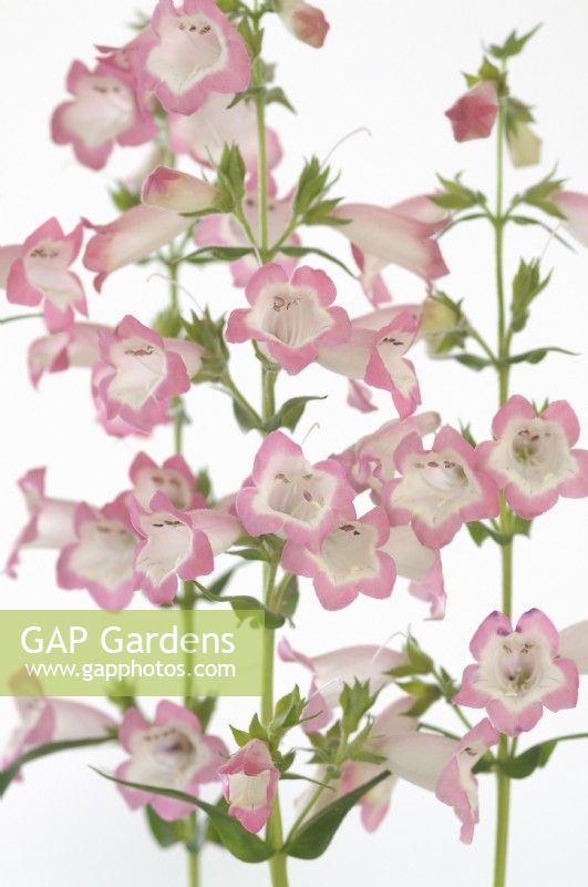 Penstemon 'Harlequin Pink' - Beardtongue flower