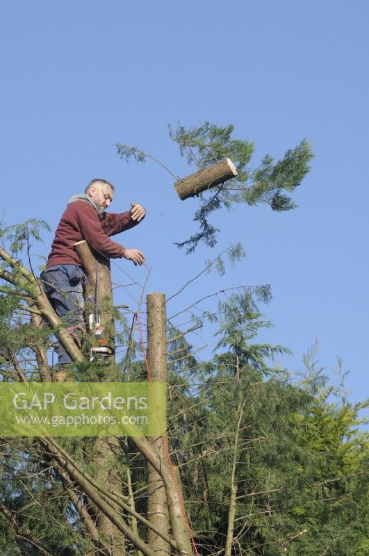 Man discarding a segment of conifer tree after chainsaw work  