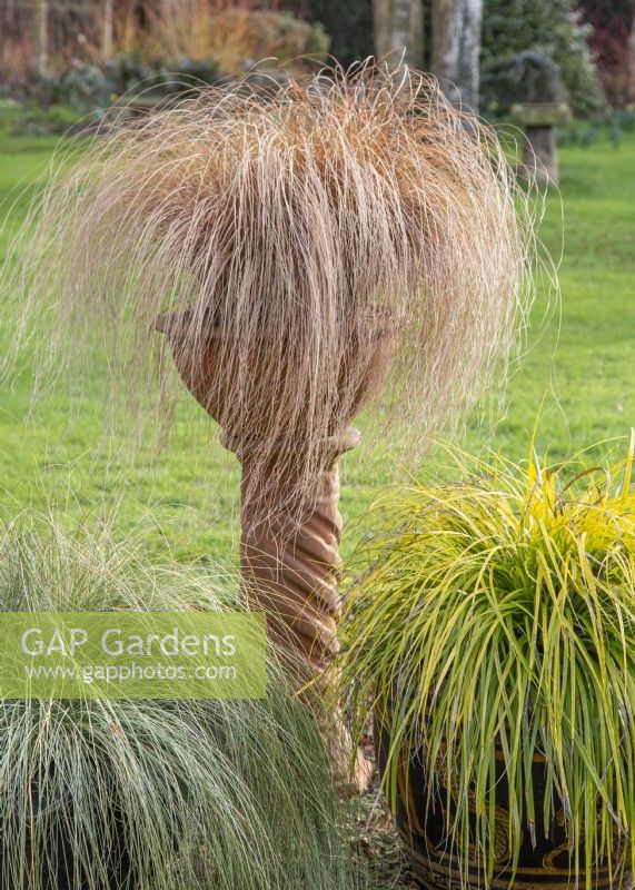 Carex comans 'Frosted Curls', Carex comans bronze-leaved and Carex oshimensis 'Everillo' - January