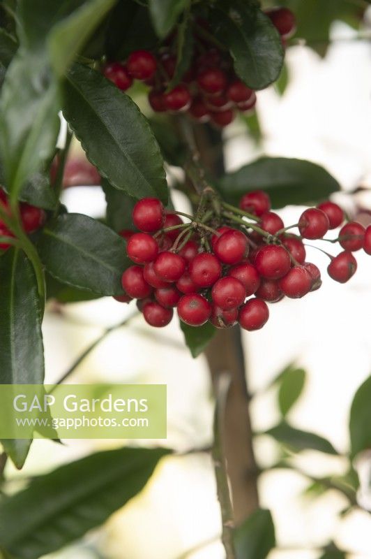 Ardisia crenata, Christmas berry. 