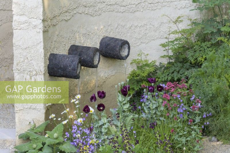 Water feature with ceramic pipes set into a clay-rendered  wall with planting of Papaver somniferum 'Lauren's Grape', opium poppy, in combination with ox-eye daisies, campanula,   Centranthus ruber s in The Mind Garden 