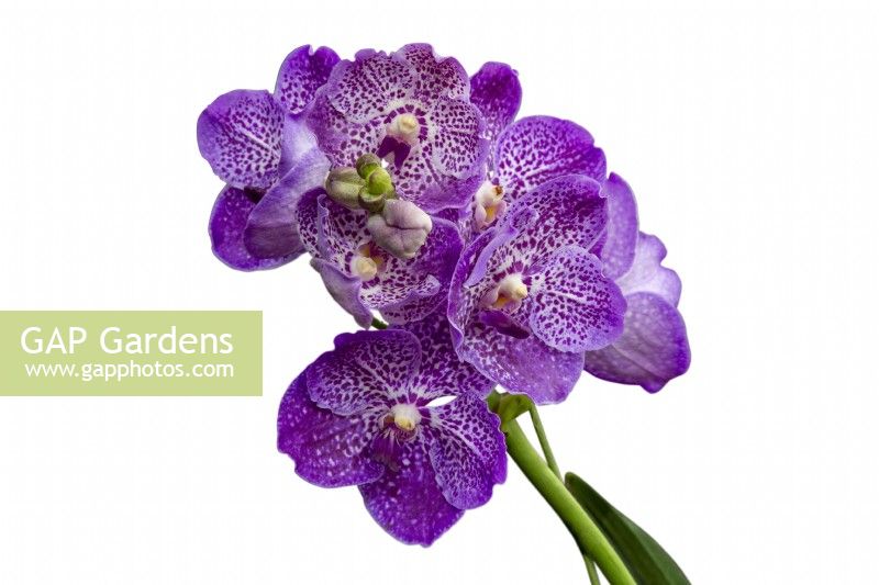 HM The Queen Queen's Platinum Jubilee Orchid V. Janet McDonald X 'Vanda' coerulae new hybrid cross RHS Chelsea Flower Show 2022 white background

