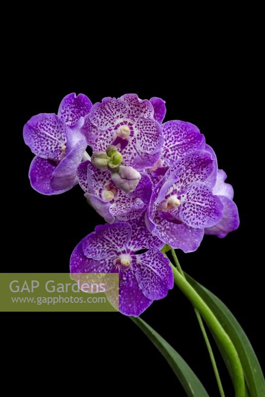 HM The Queen Queen's Platinum Jubilee Orchid V. Janet McDonald X 'Vanda' coerulae new hybrid cross against black background RHS Chelsea Flower Show 2022 
