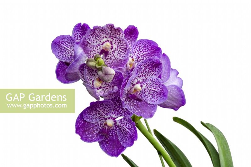 HM The Queen Queen's Platinum Jubilee Orchid V. Janet McDonald X 'Vanda' coerulae new hybrid cross against white background RHS Chelsea Flower Show 2022 


