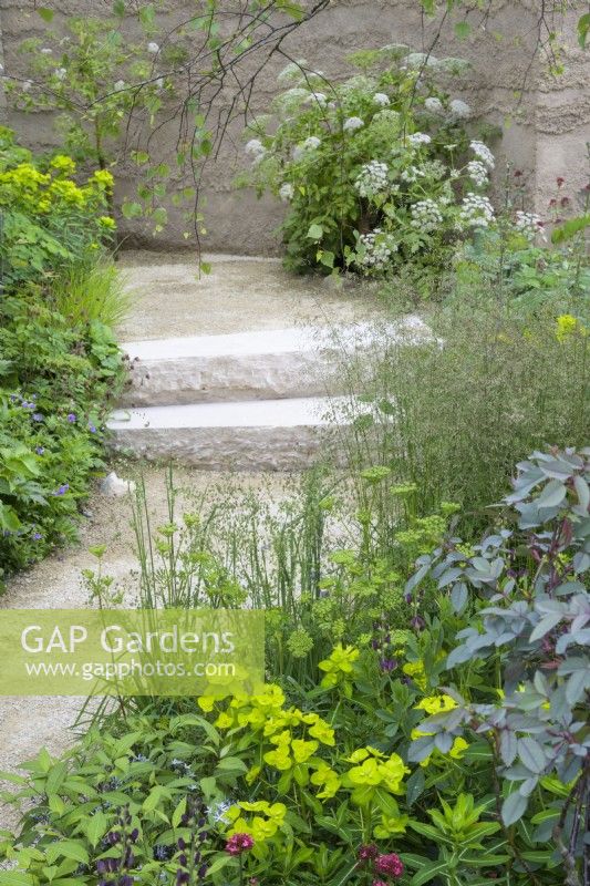 Curved path with purbeck stone steps  along clay rendered wall includes Cenolophium denudatum Euphorbia wallichii and Zizia aurea in The Mind Garden 