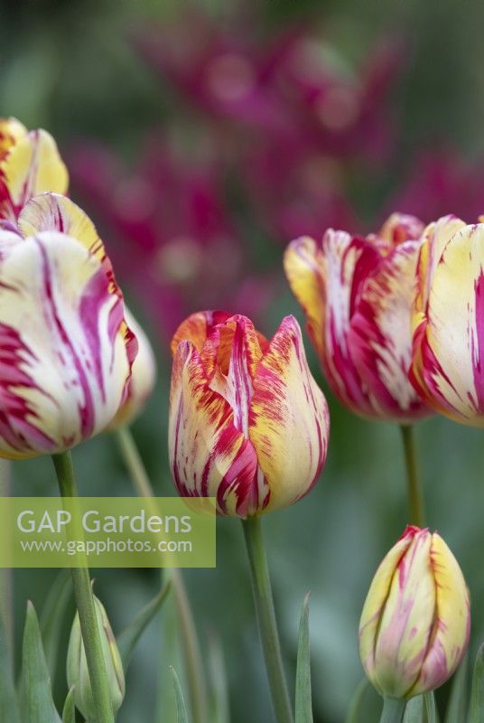 Tulipa 'Saskia' - Historical Rembrandt Tulip dating from 1958